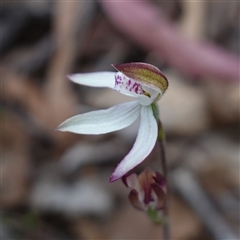 Caladenia moschata at Glen Allen, NSW - suppressed