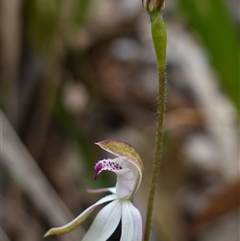 Caladenia moschata at Glen Allen, NSW - suppressed