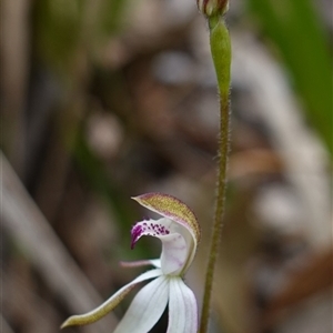 Caladenia moschata at Glen Allen, NSW - suppressed