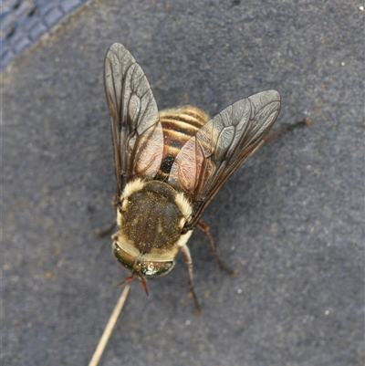 Copidapha sp. (March fly) at Cotter River, ACT - 22 Dec 2024 by Montane