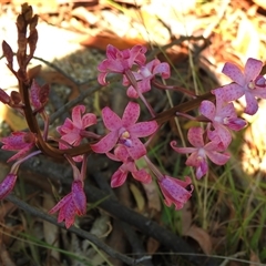 Dipodium roseum (Rosy Hyacinth Orchid) at Paddys River, ACT - 22 Dec 2024 by JohnBundock