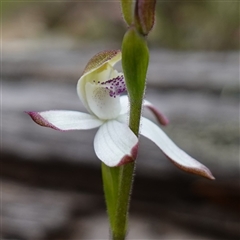 Caladenia moschata (Musky Caps) at Glen Allen, NSW - 3 Nov 2024 by RobG1