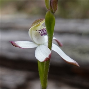 Caladenia moschata (Musky Caps) at Glen Allen, NSW by RobG1