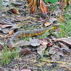 Notechis scutatus (Tiger Snake) at Wamboin, NSW - 22 Dec 2024 by MatthewFrawley