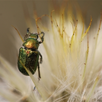 Diphucephala sp. (genus) (Green Scarab Beetle) at Cotter River, ACT - 22 Dec 2024 by Montane