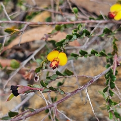 Bossiaea buxifolia at Bombay, NSW - 21 Dec 2024 by MatthewFrawley