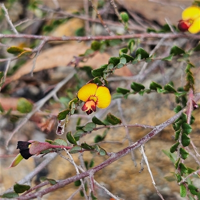 Bossiaea buxifolia (Matted Bossiaea) at Bombay, NSW - 21 Dec 2024 by MatthewFrawley