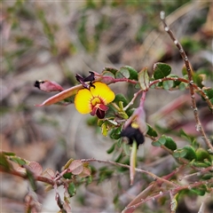 Bossiaea buxifolia at Bombay, NSW - 21 Dec 2024 01:51 PM