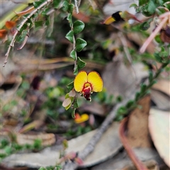 Bossiaea buxifolia at Bombay, NSW - 21 Dec 2024 01:51 PM