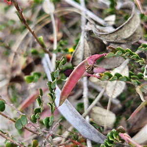 Bossiaea buxifolia at Bombay, NSW - 21 Dec 2024 01:51 PM