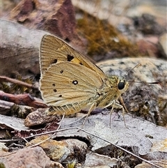 Trapezites luteus at Bombay, NSW - 21 Dec 2024 by MatthewFrawley