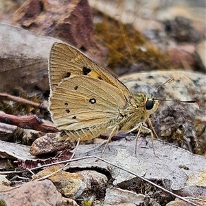 Trapezites eliena (Orange Ochre) at Bombay, NSW by MatthewFrawley