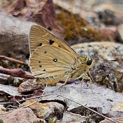 Trapezites luteus at Bombay, NSW - 21 Dec 2024 by MatthewFrawley