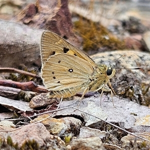 Trapezites eliena at Bombay, NSW - 21 Dec 2024 01:55 PM