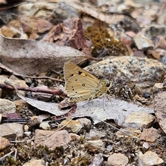 Trapezites eliena at Bombay, NSW - 21 Dec 2024 01:55 PM