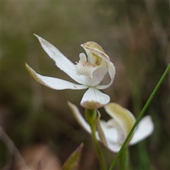 Caladenia moschata (Musky Caps) at Glen Allen, NSW - 3 Nov 2024 by RobG1
