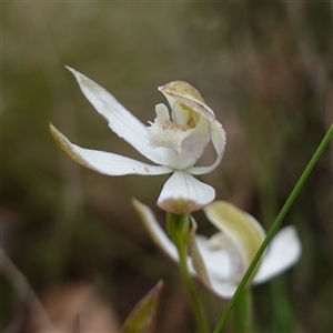 Caladenia moschata (Musky Caps) at Glen Allen, NSW by RobG1