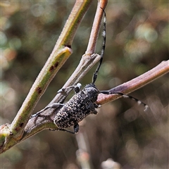 Unidentified Longhorn beetle (Cerambycidae) at Bombay, NSW - 21 Dec 2024 by MatthewFrawley