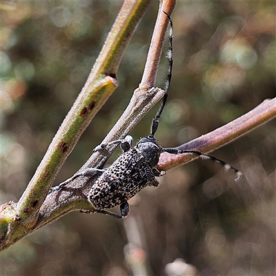 Ancita australis (Longicorn or longhorn beetle) at Bombay, NSW - 21 Dec 2024 by MatthewFrawley