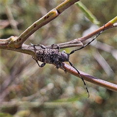 Ancita australis at Bombay, NSW - 21 Dec 2024