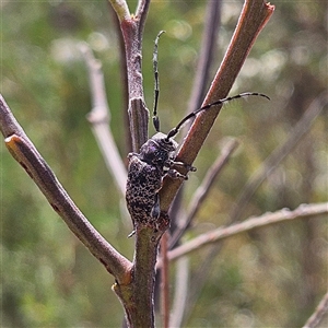 Ancita australis at Bombay, NSW - 21 Dec 2024