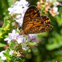 Geitoneura acantha at Penrose, NSW - 15 Dec 2024 by Aussiegall