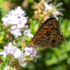 Geitoneura acantha at Penrose, NSW - suppressed