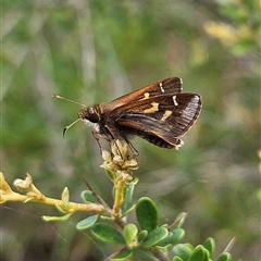 Toxidia doubledayi (Lilac Grass-skipper) at Bombay, NSW - 21 Dec 2024 by MatthewFrawley