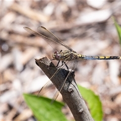 Orthetrum caledonicum (Blue Skimmer) at Penrose, NSW - 15 Dec 2024 by Aussiegall