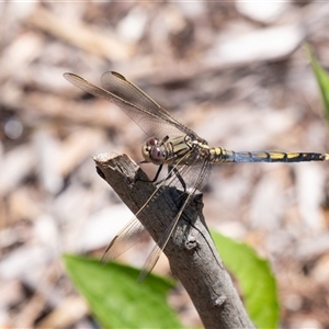 Orthetrum caledonicum at Penrose, NSW - suppressed