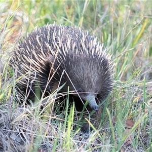 Tachyglossus aculeatus (Short-beaked Echidna) at Latham, ACT by Untidy