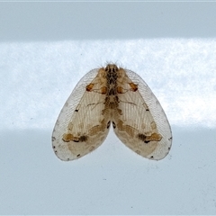 Unidentified Lacewing (Neuroptera) at Penrose, NSW - 15 Dec 2024 by Aussiegall