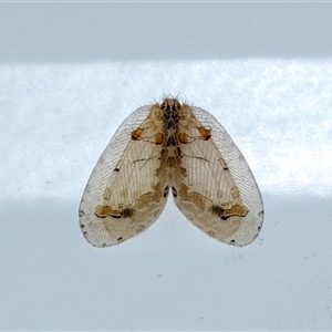 Unidentified Lacewing (Neuroptera) at Penrose, NSW by Aussiegall