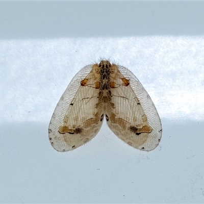 Unidentified Lacewing (Neuroptera) at Penrose, NSW - 15 Dec 2024 by Aussiegall