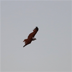 Haliastur indus (Brahminy Kite) at Boondall, QLD - 22 Dec 2024 by JimL