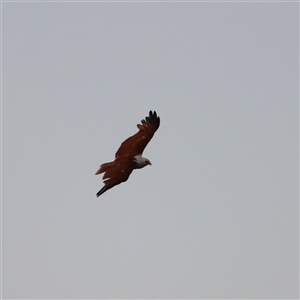 Haliastur indus (Brahminy Kite) at Boondall, QLD by JimL