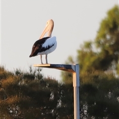 Pelecanus conspicillatus at Boondall, QLD - 22 Dec 2024 by JimL