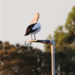 Pelecanus conspicillatus at Boondall, QLD - 22 Dec 2024 07:18 PM