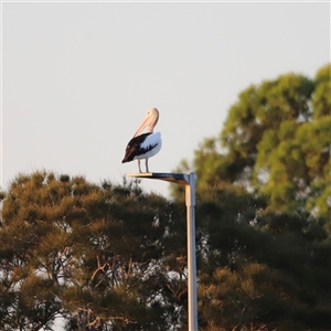 Pelecanus conspicillatus at Boondall, QLD - 22 Dec 2024 07:18 PM