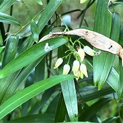 Geitonoplesium cymosum at Boondall, QLD - 22 Dec 2024 by JimL