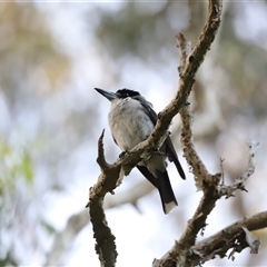 Cracticus torquatus at Boondall, QLD - 22 Dec 2024 by JimL