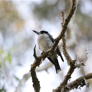 Cracticus torquatus at Boondall, QLD by JimL