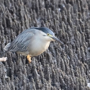 Egretta novaehollandiae at Shorncliffe, QLD by JimL