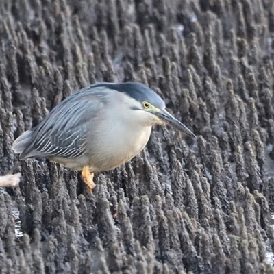 Egretta novaehollandiae at Shorncliffe, QLD - 22 Dec 2024 by JimL