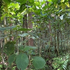 Dendrocnide moroides at Tregony, QLD - 21 Dec 2024 by JimL