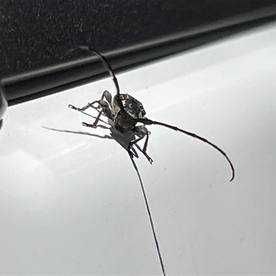 Unidentified Beetle (Coleoptera) at Killarney, QLD - 21 Dec 2024 by JimL