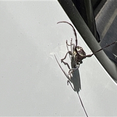 Lamiinae (family) at Killarney, QLD - 21 Dec 2024 12:49 PM