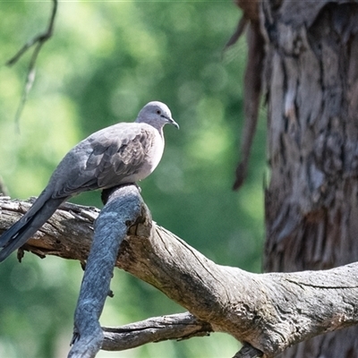 Spilopelia chinensis (Spotted Dove) at Latham, ACT - 22 Dec 2024 by Untidy