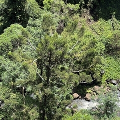 Araucaria cunninghamii (Hoop Pine) at Killarney, QLD - 21 Dec 2024 by JimL