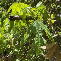 Unidentified Other Tree at The Falls, QLD - 21 Dec 2024 by JimL